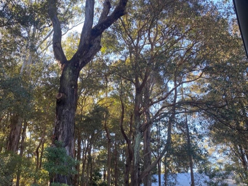 Mature trees in a Surrey parkland setting due for routine re-inspection