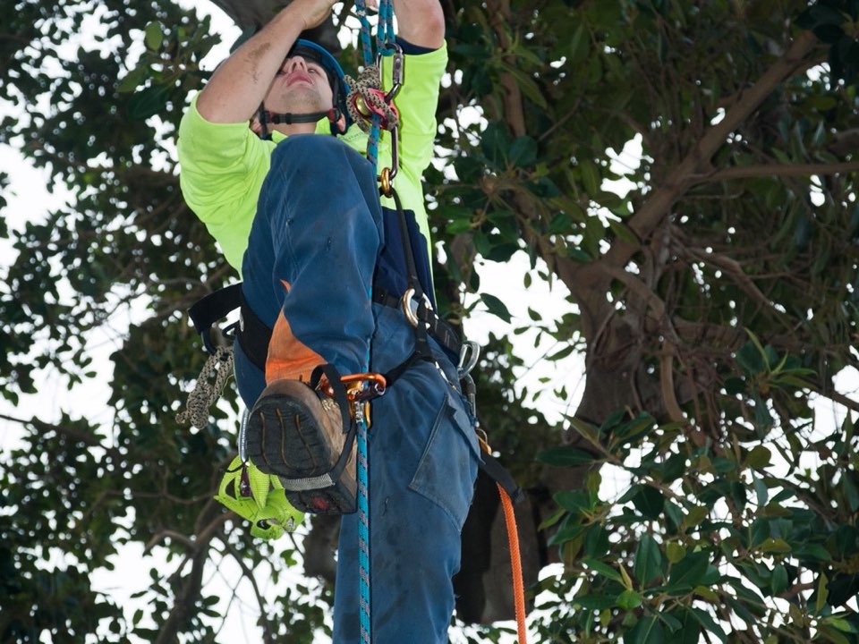 Qualified arborist working in a mature tree during an Enviro Trees UK survey in Surrey